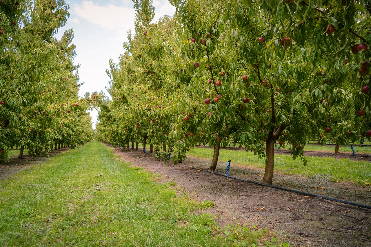 Hawkes Bay nectarines Jan 2021-10