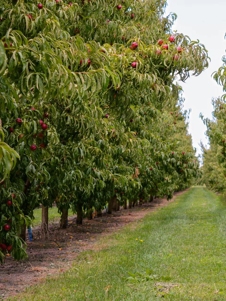 Hawkes Bay nectarines Jan 2021-3
