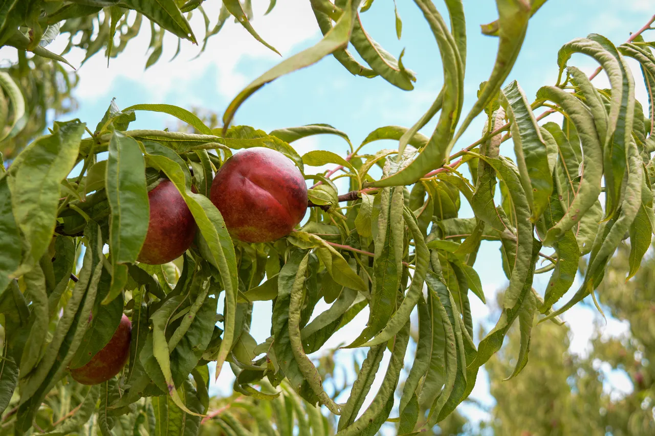 Hawkes Bay nectarines Jan 2021-5