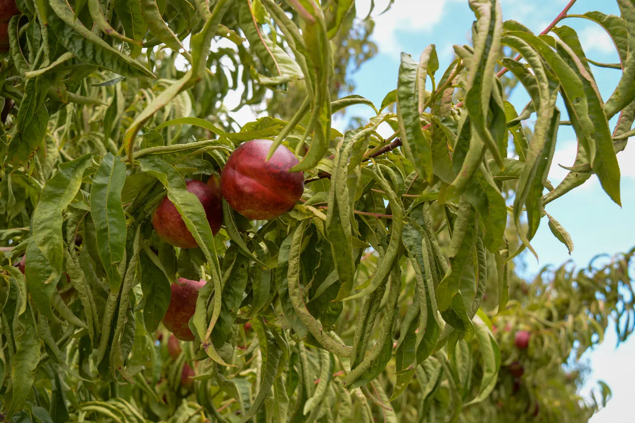 Hawkes Bay nectarines Jan 2021-6