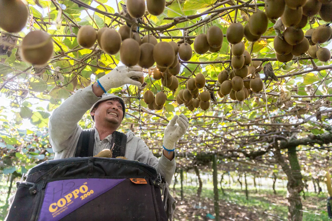 Album cover Kiwifruit
