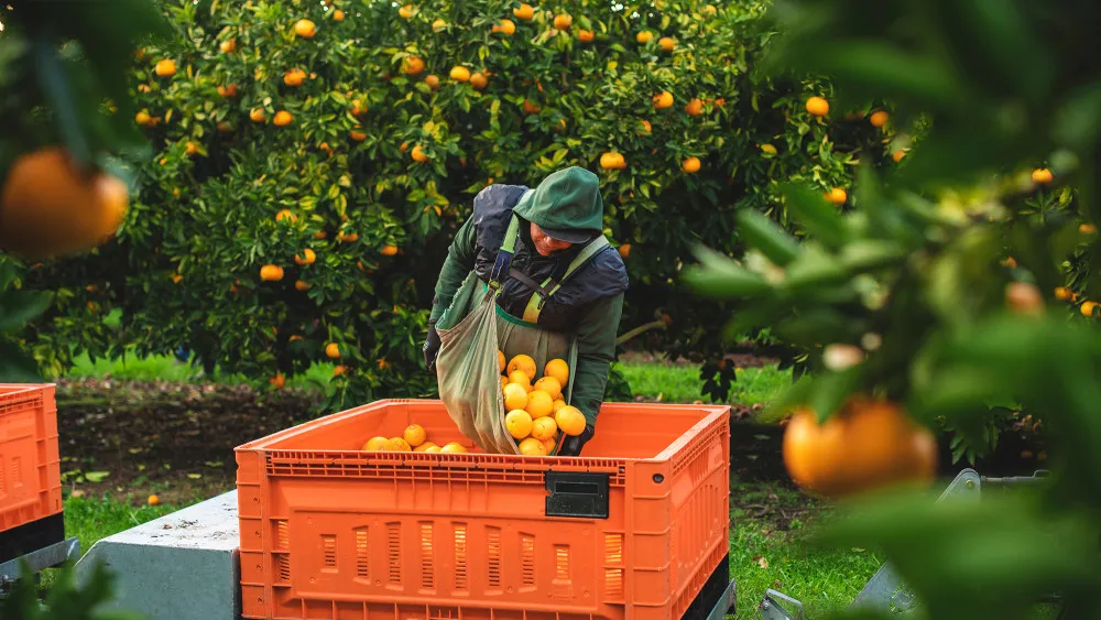 Citrus picking bin loading