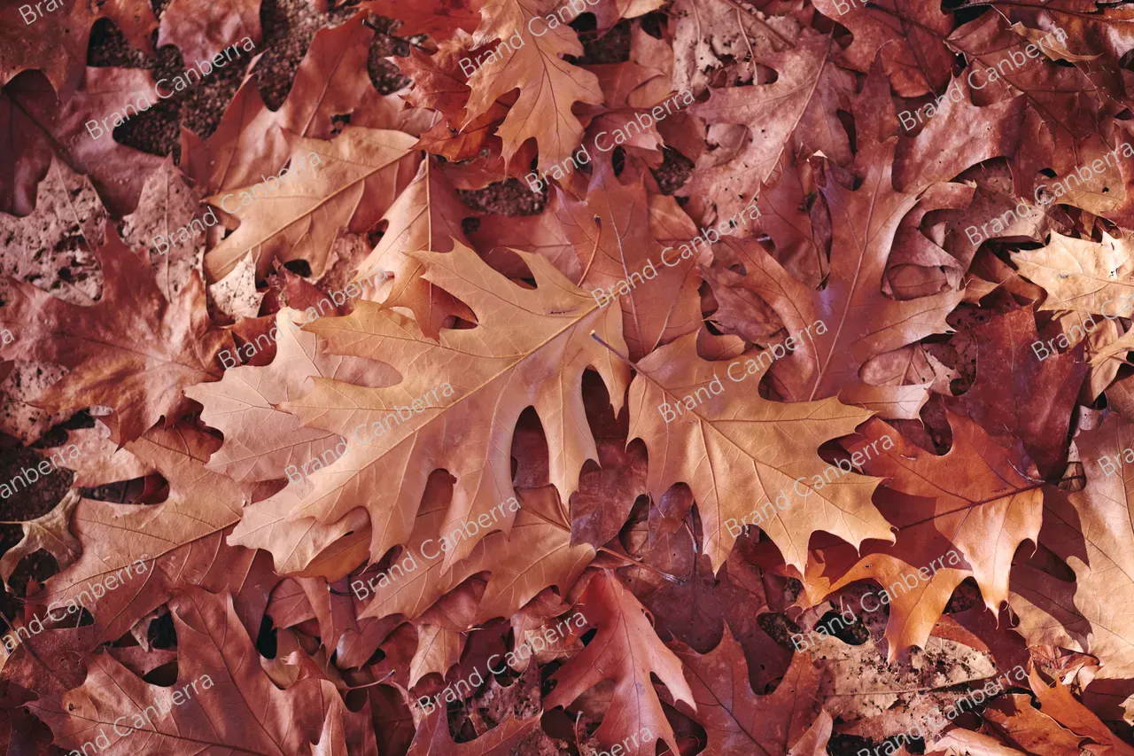 Autumn leaves (2)