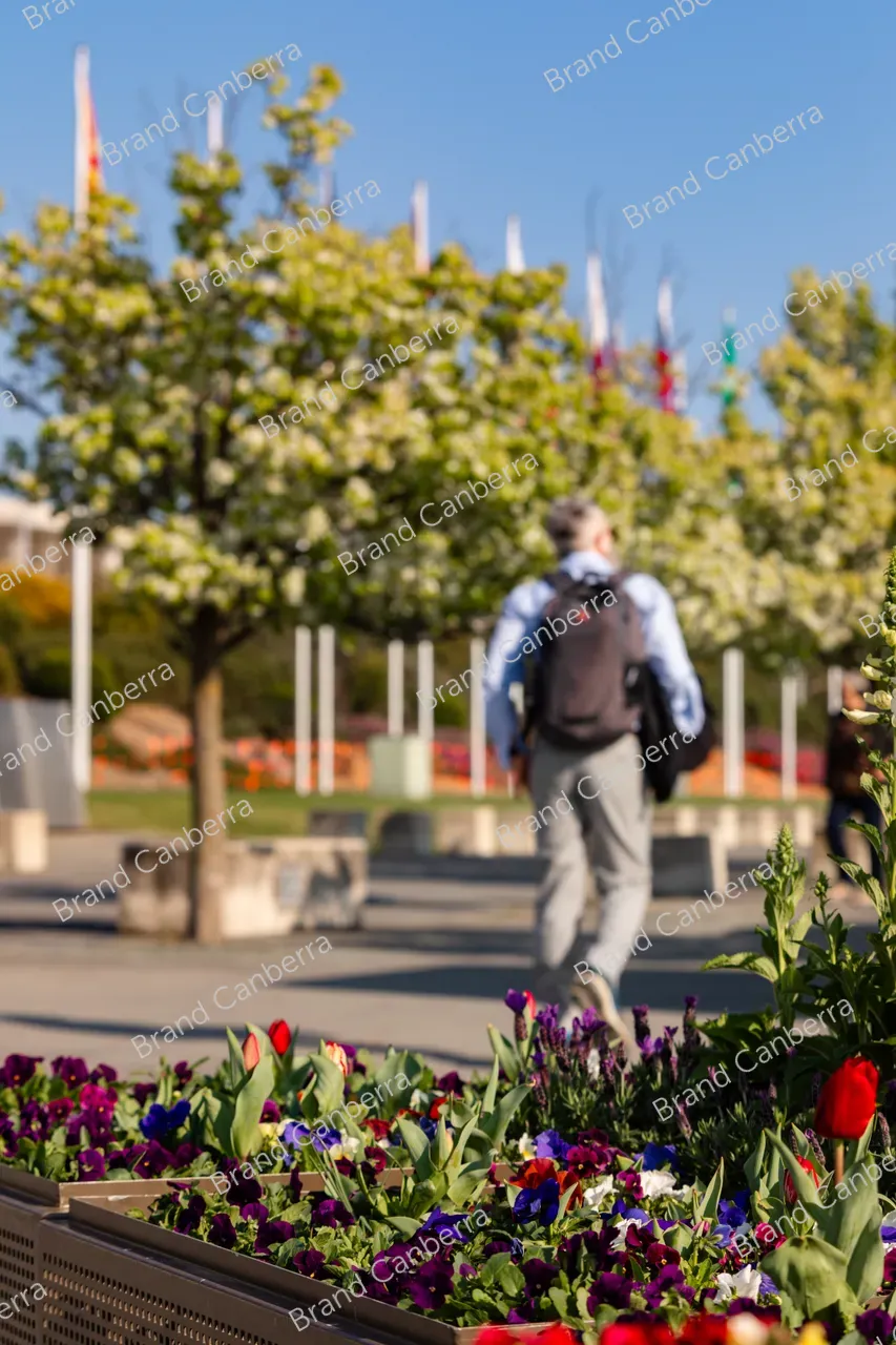 Spring blossoms around Canberra's Lake Burley Griffin (33)