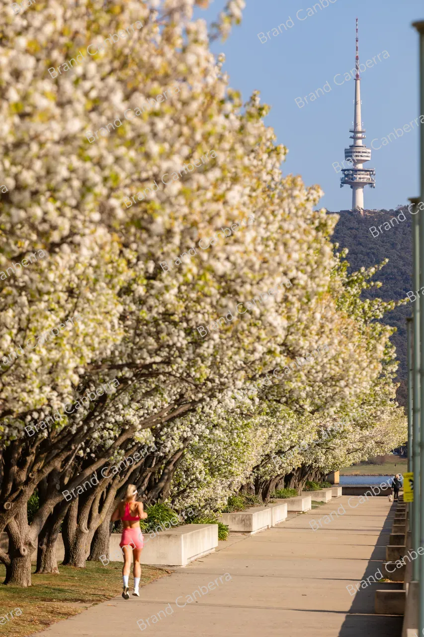Spring blossoms around Canberra's Lake Burley Griffin (12)