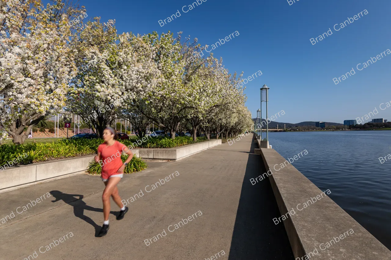 Spring blossoms around Canberra's Lake Burley Griffin (24)