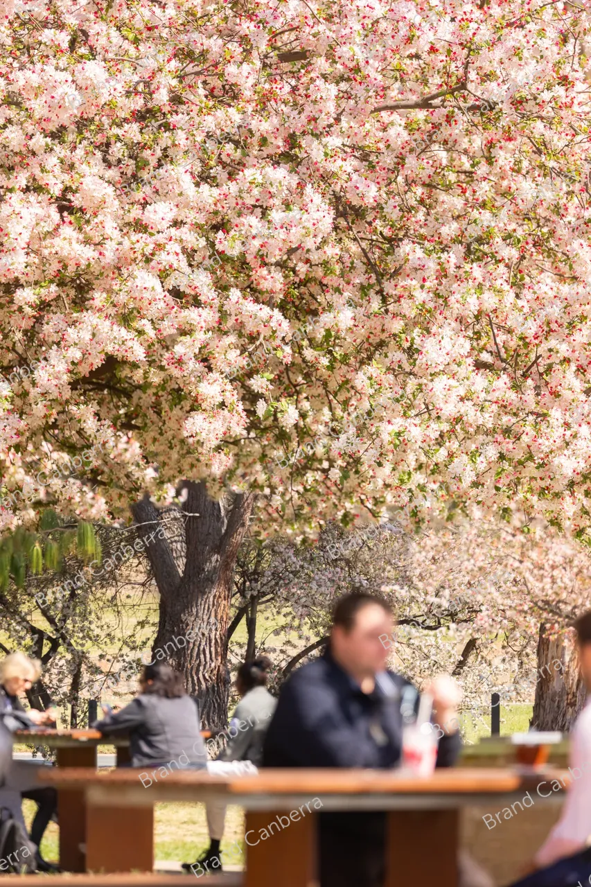 Crabapple blossoms in Canberra's Bowen Park, Kingston (10)