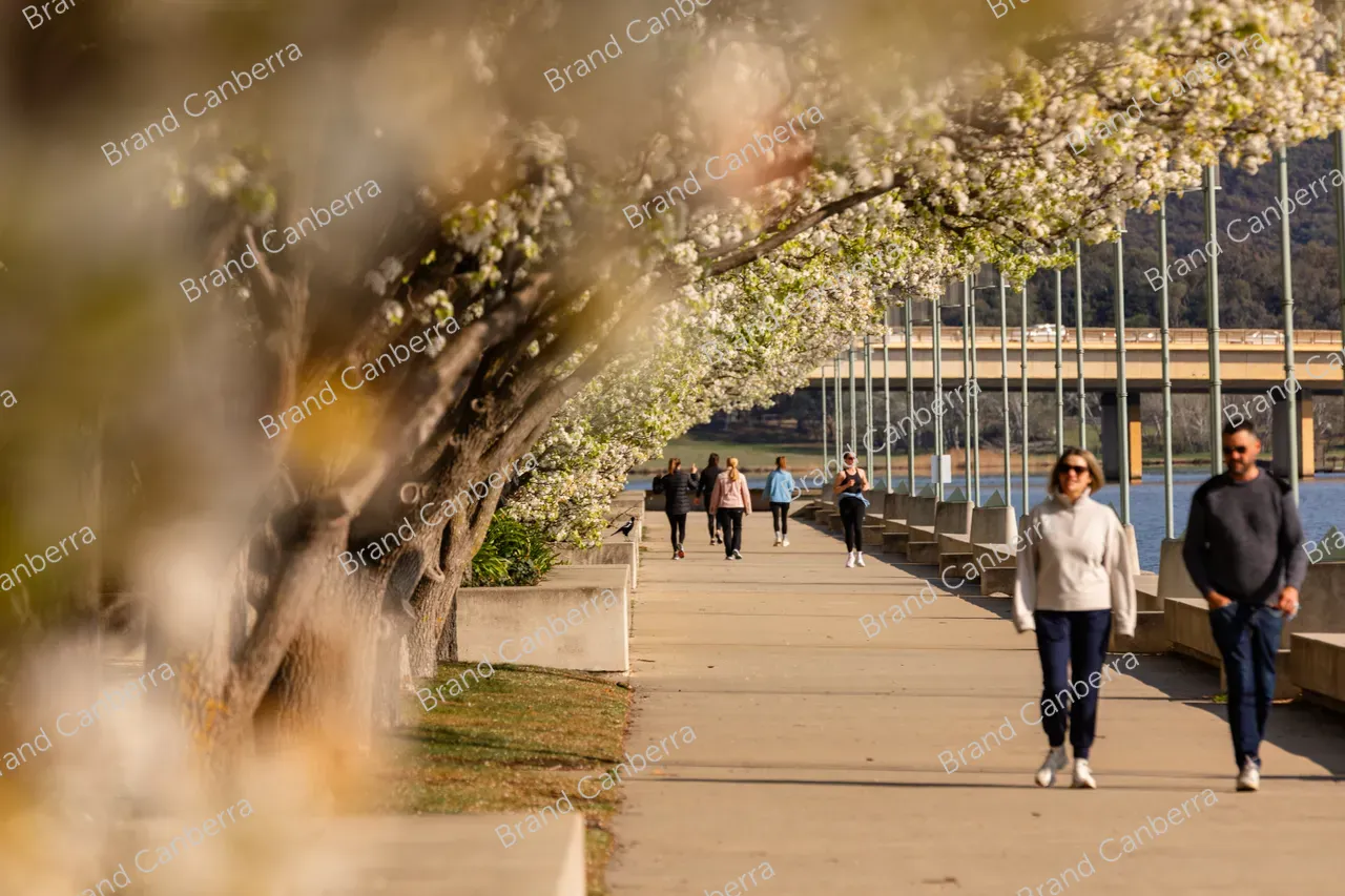Spring blossoms around Canberra's Lake Burley Griffin (37)