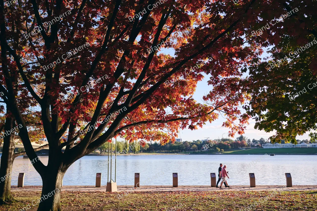 Autumn trees around Canberra's Lake Burley Griffin (10)
