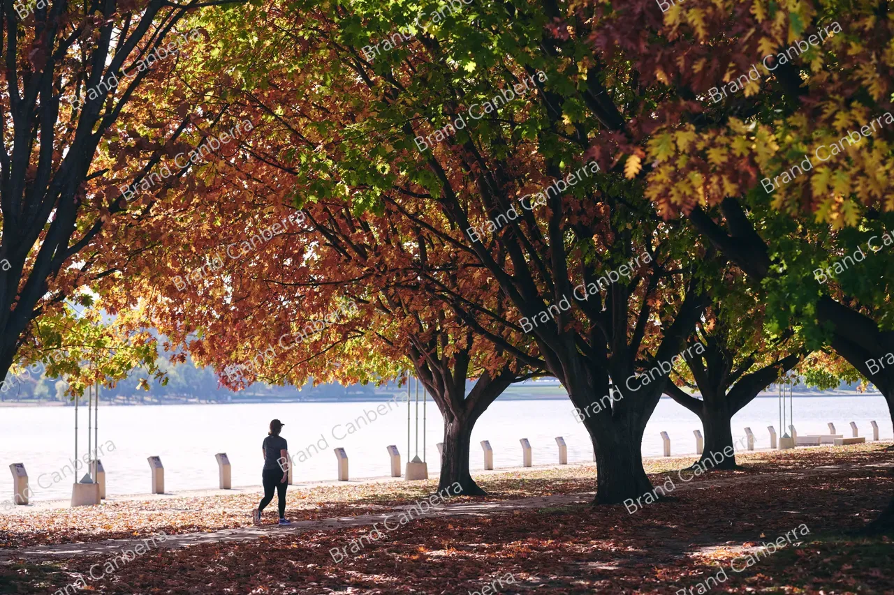 Autumn trees around Canberra's Lake Burley Griffin (4)