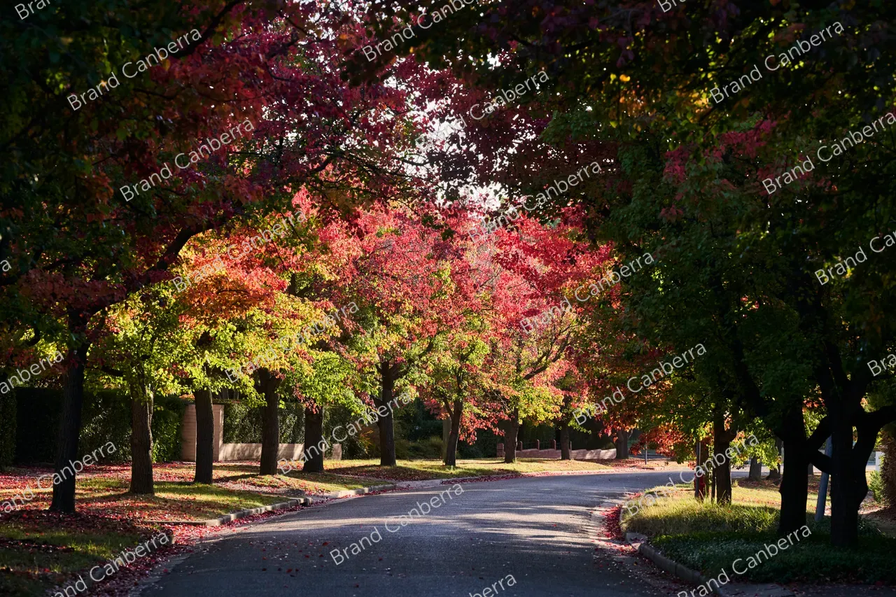Autumn streets in the inner south, Durville Cres Griffith