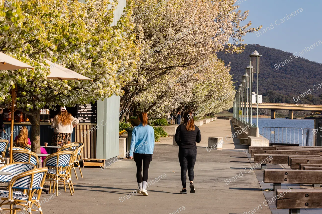 Spring blossoms around Canberra's Lake Burley Griffin (2)