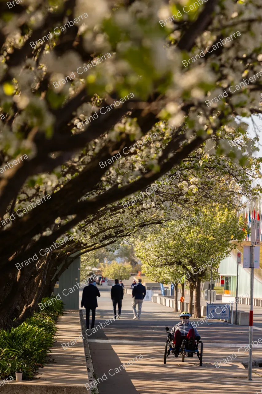 Spring blossoms around Canberra's Lake Burley Griffin (38)
