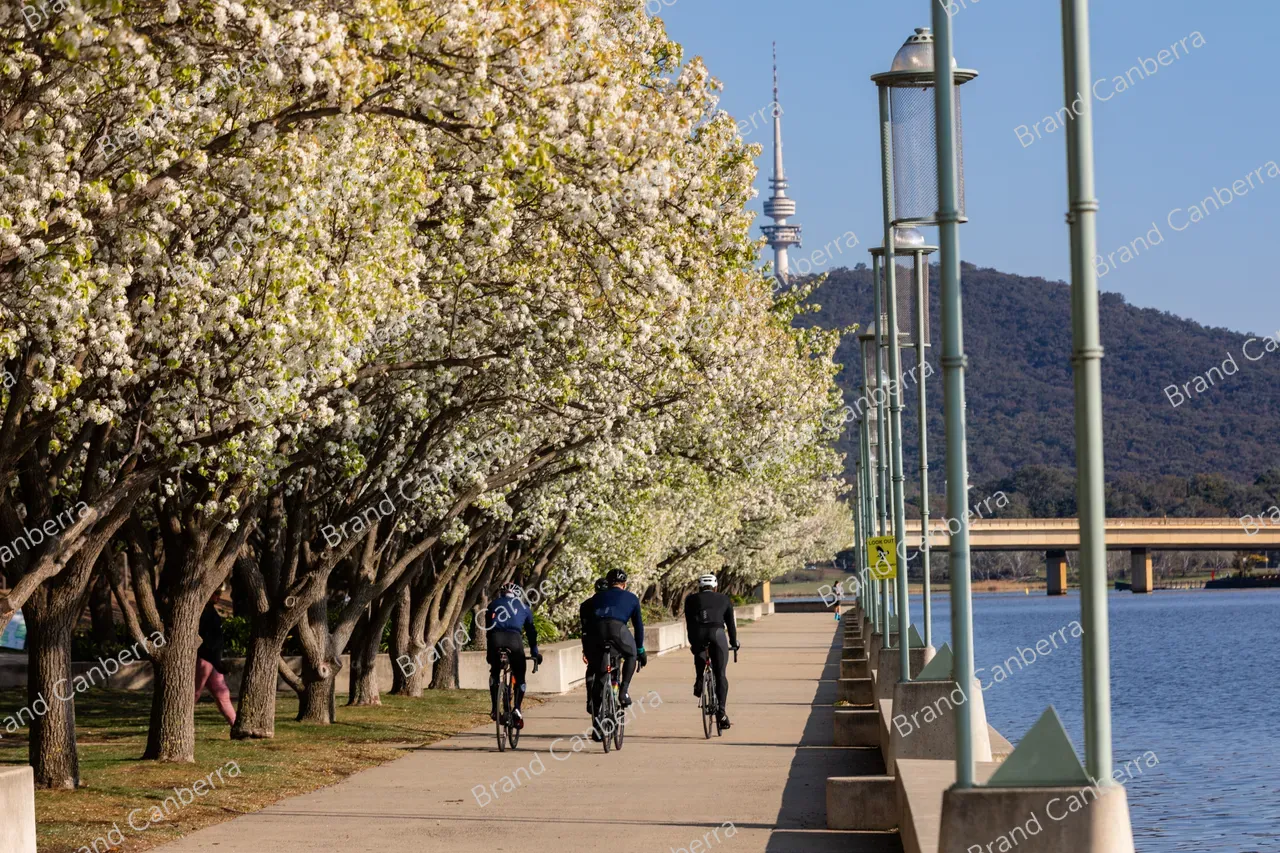 Spring blossoms around Canberra's Lake Burley Griffin (20)