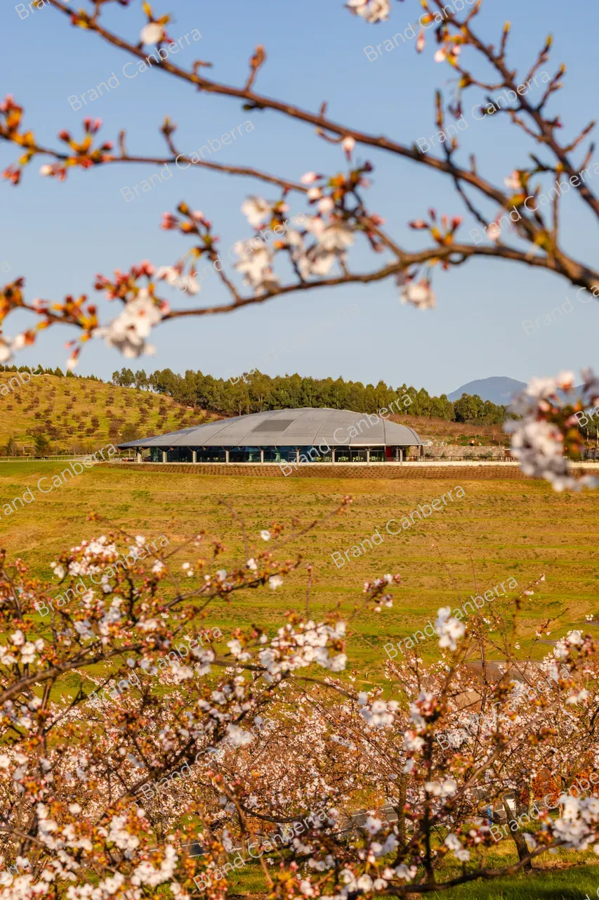 National Arboretum Canberra with spring blossoms (7)