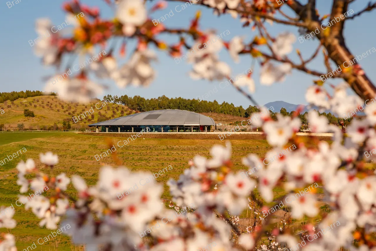 National Arboretum Canberra with spring blossoms (6)