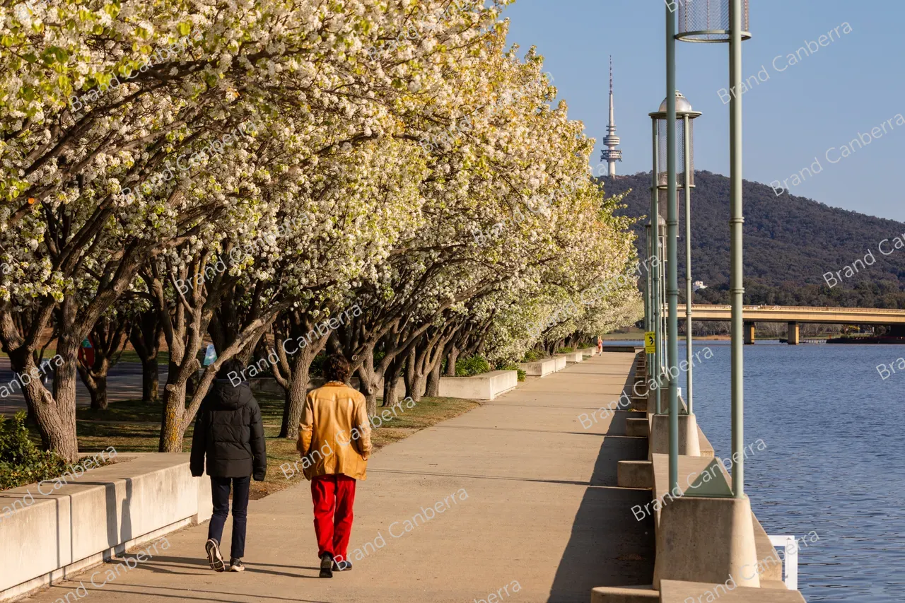Spring blossoms around Canberra's Lake Burley Griffin (15)