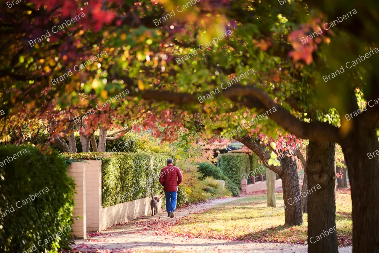 Autumn street in the inner south, Durville Cres Griffith (1)
