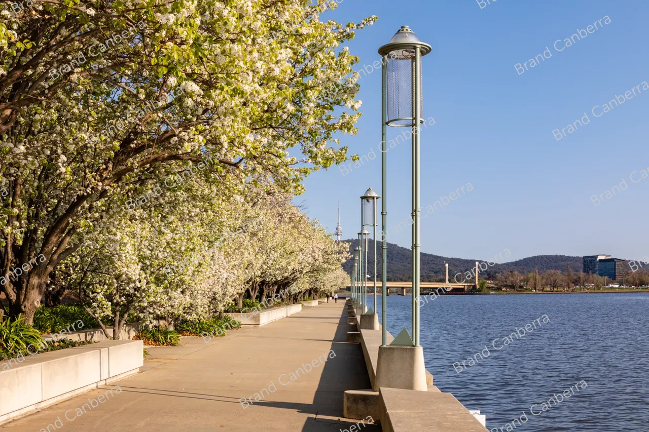 Spring blossoms around Canberra's Lake Burley Griffin (1)