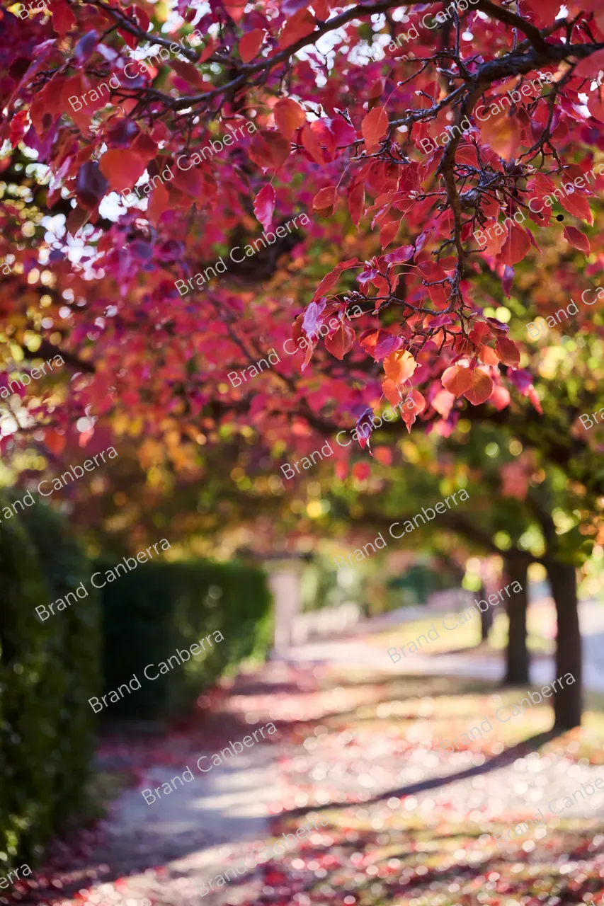 Autumn streets in the inner south in Canberra, Durville Cres Griffith