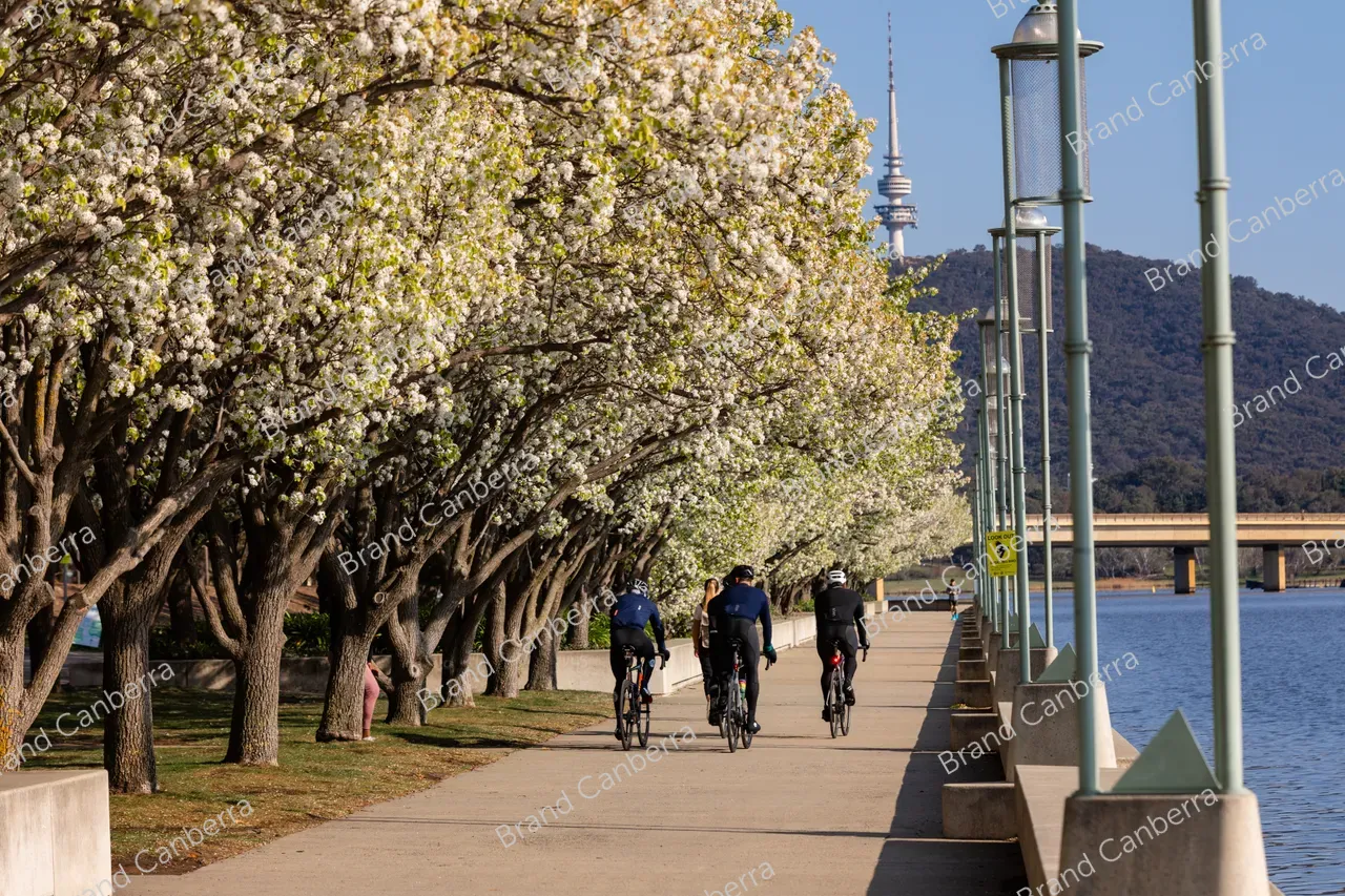 Canberra Spring Toolkit | Canberra - Spring blossoms around Canberra's Lake Burley ...