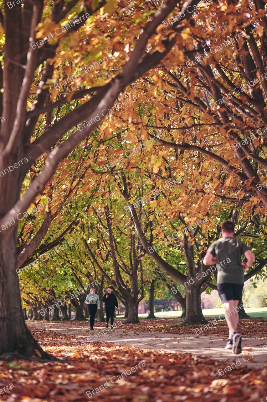 Autumn trees around Canberra's Lake Burley Griffin (2)