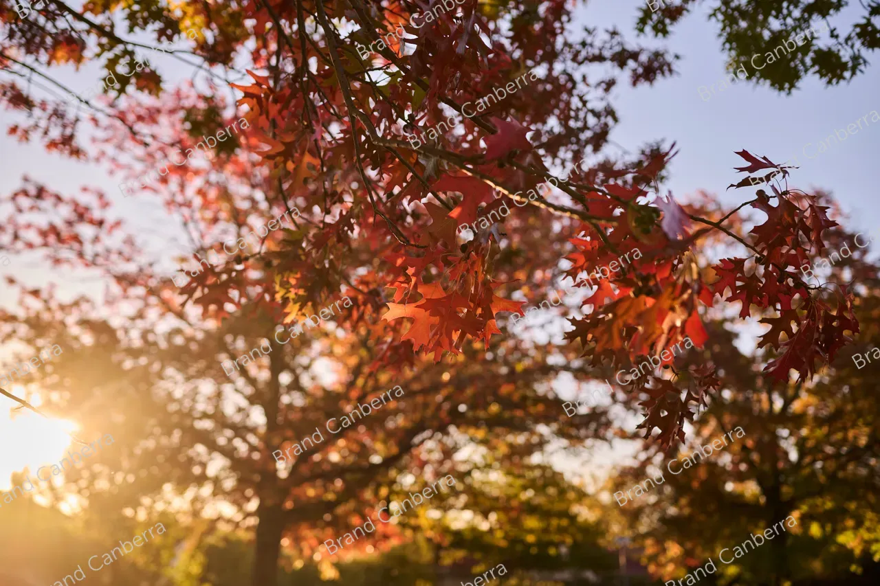 Autumn leaves (3)