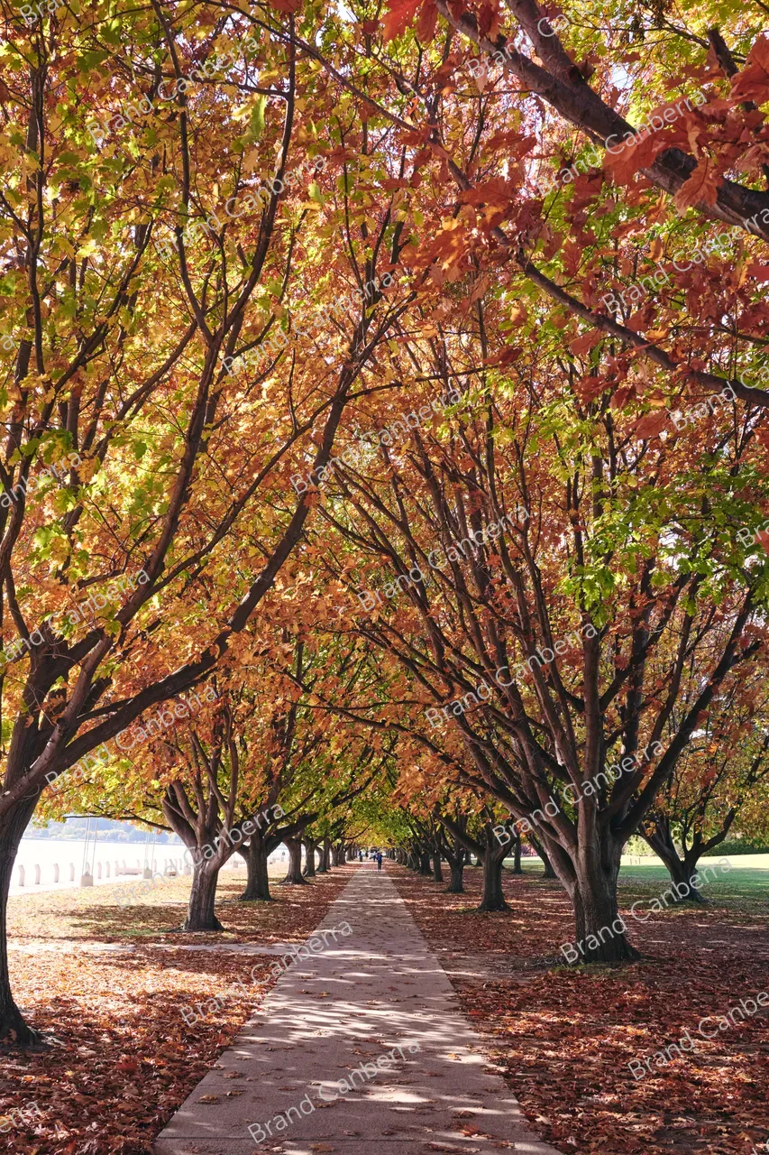 Autumn trees around Canberra's Lake Burley Griffin (1)