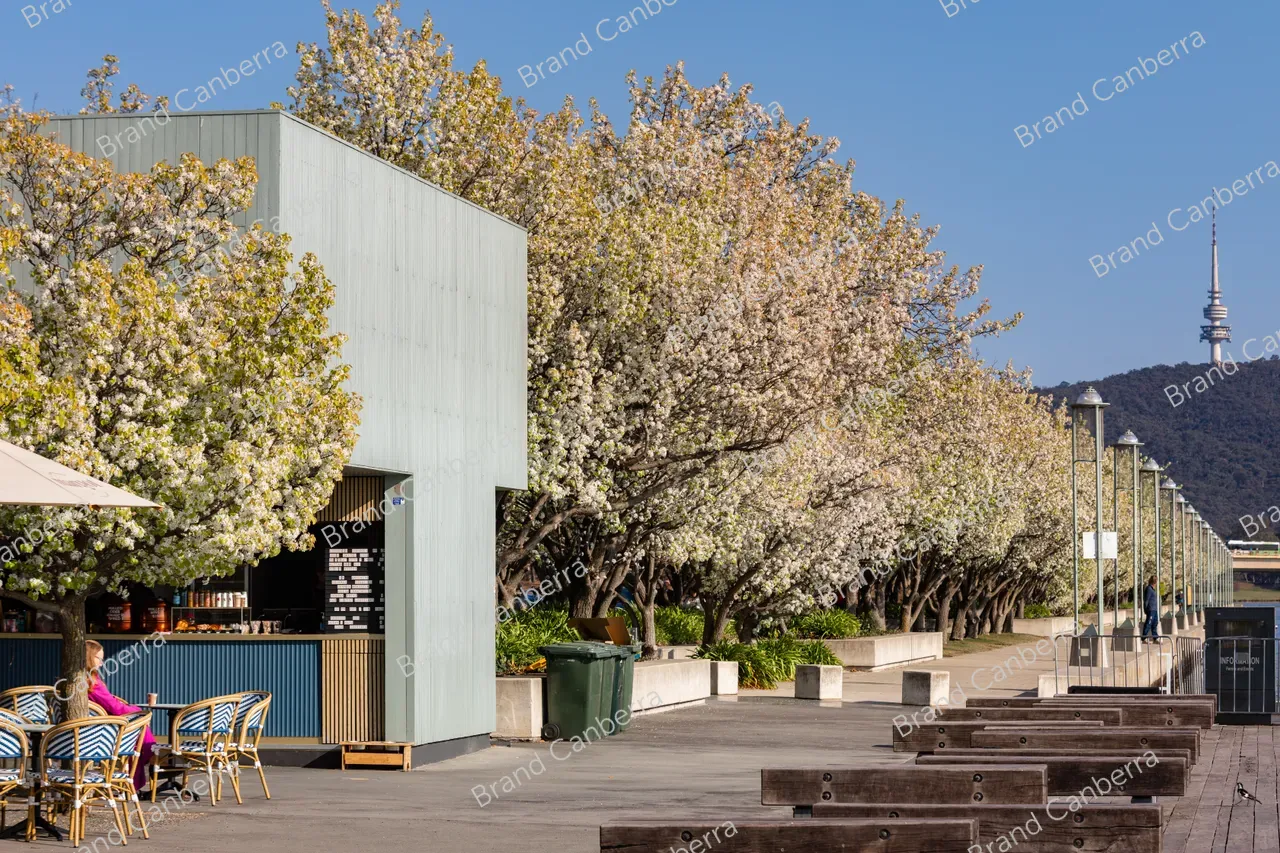 Spring blossoms around Canberra's Lake Burley Griffin (30)