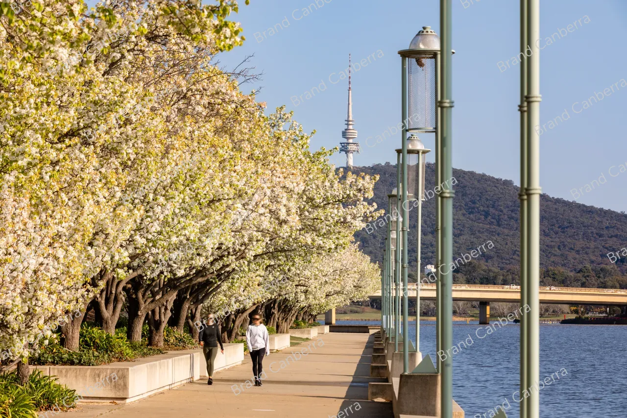 Spring blossoms around Canberra's Lake Burley Griffin (3)