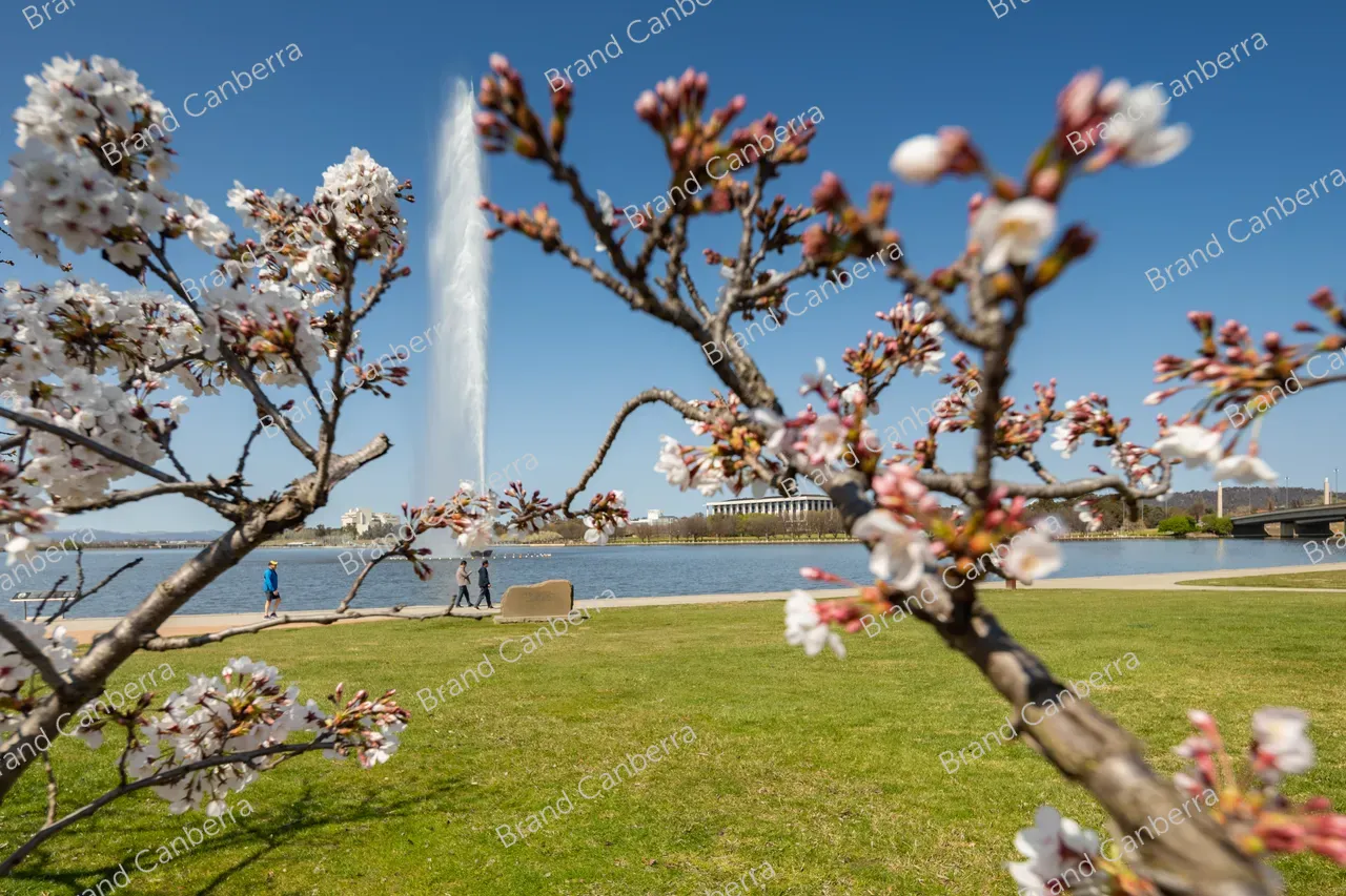 Spring blossoms around Canberra's Lake Burley Griffin (43)