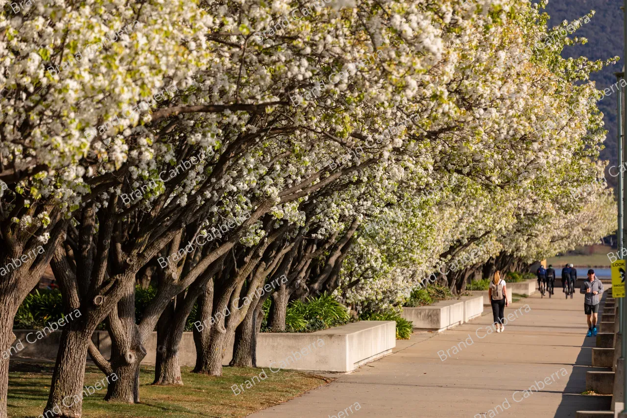 Spring blossoms around Canberra's Lake Burley Griffin (23)