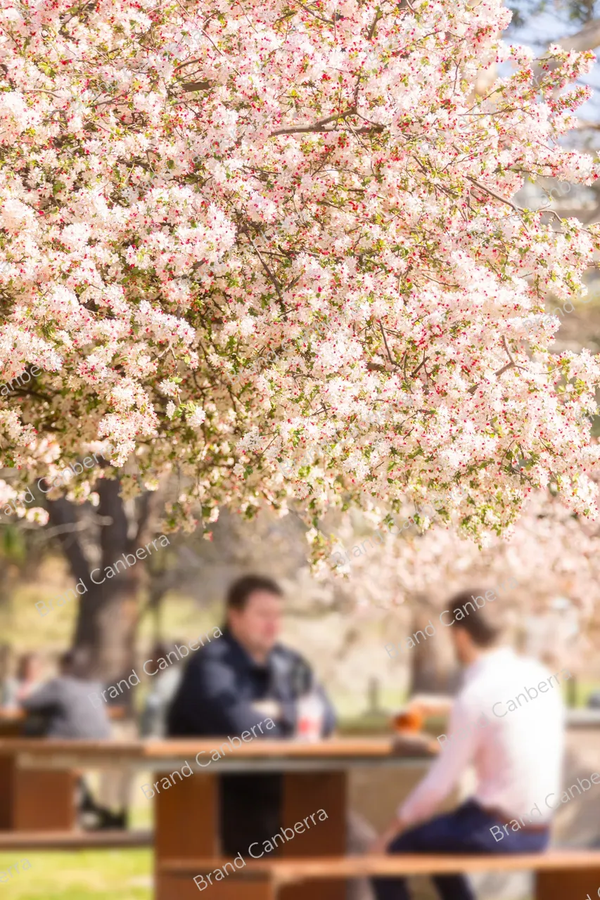Crabapple blossoms in Canberra's Bowen Park, Kingston (11)