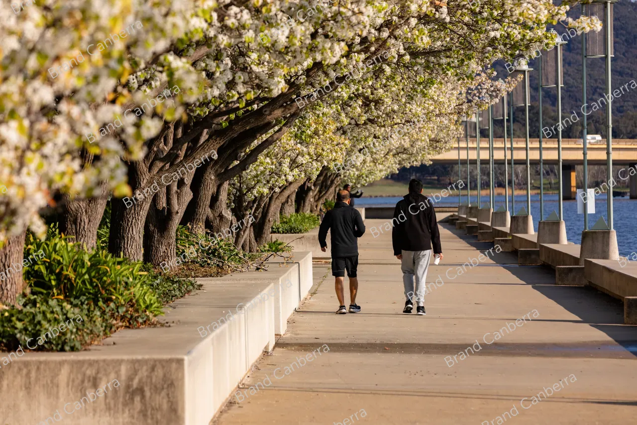 Spring blossoms around Canberra's Lake Burley Griffin (8)