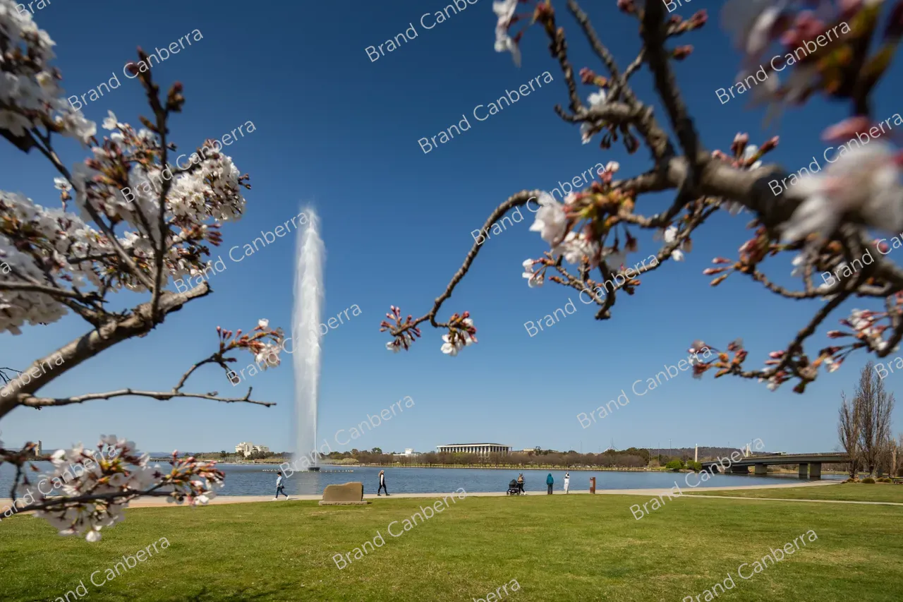 Spring blossoms around Canberra's Lake Burley Griffin (44)