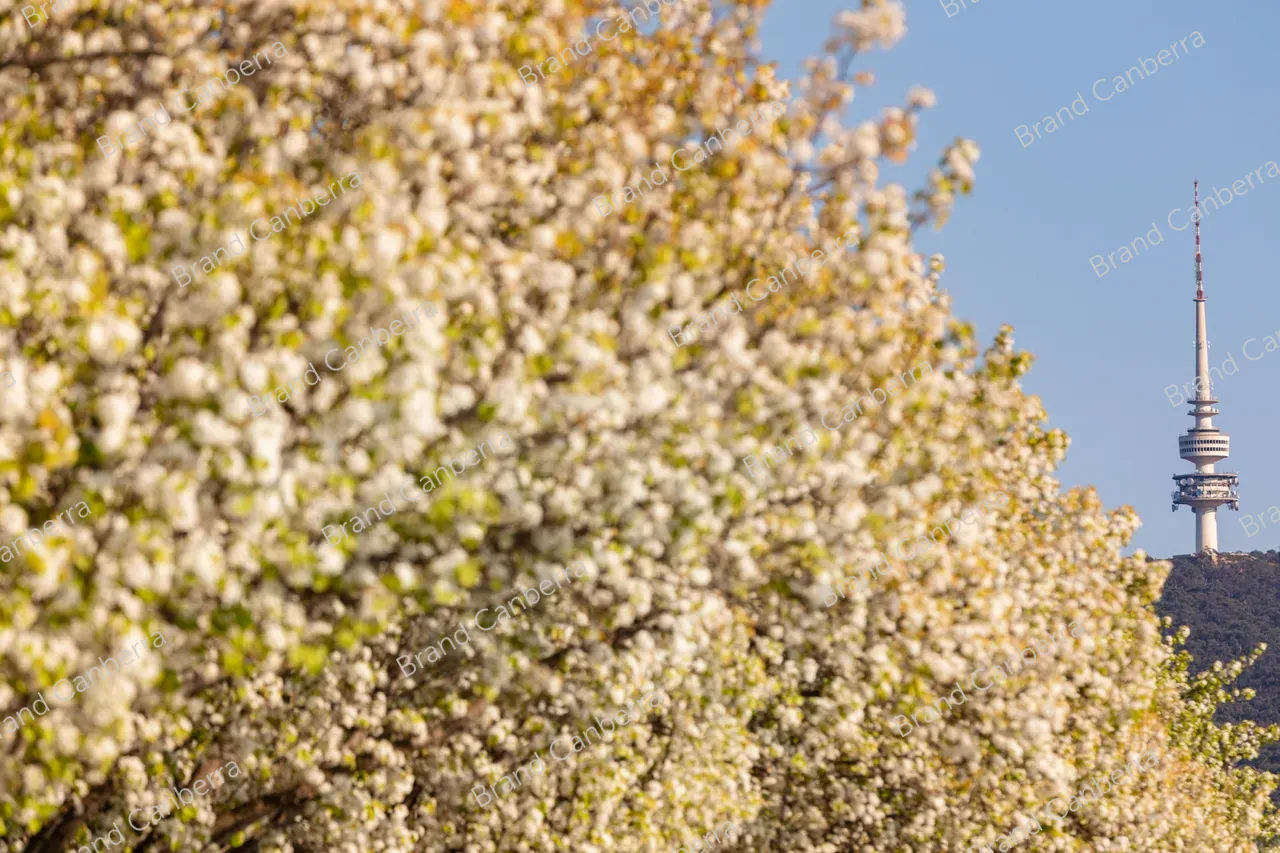 Spring blossoms around Canberra's Lake Burley Griffin (14)