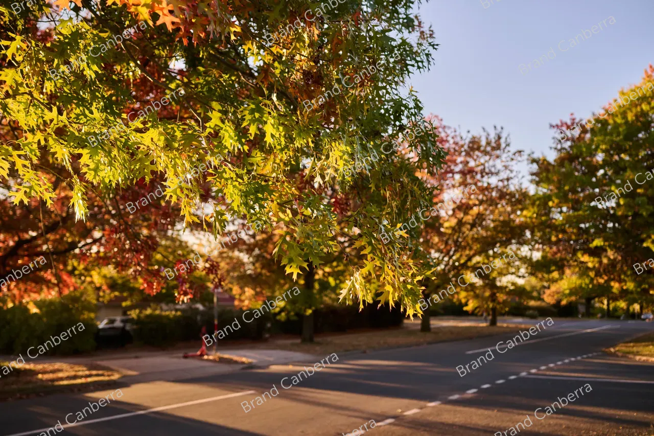 Autumn streets in the inner north in Canberra, Knox St Ainslie (2)