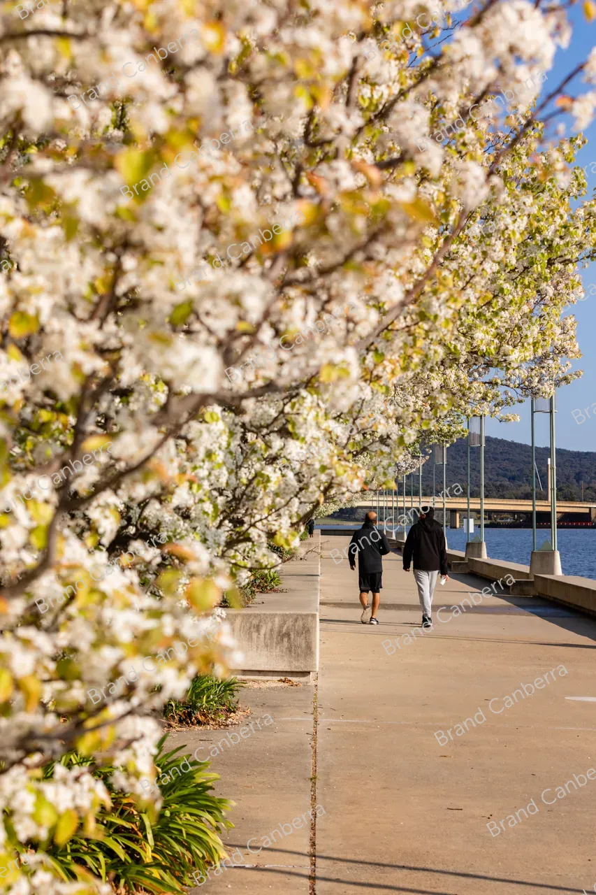 Spring blossoms around Canberra's Lake Burley Griffin (7)