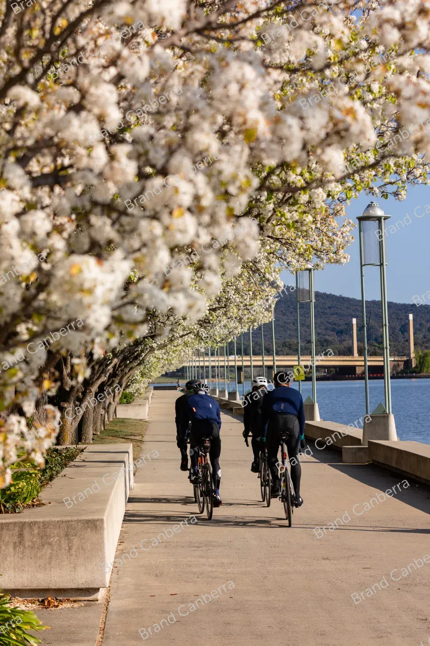 Spring blossoms around Canberra's Lake Burley Griffin (19)