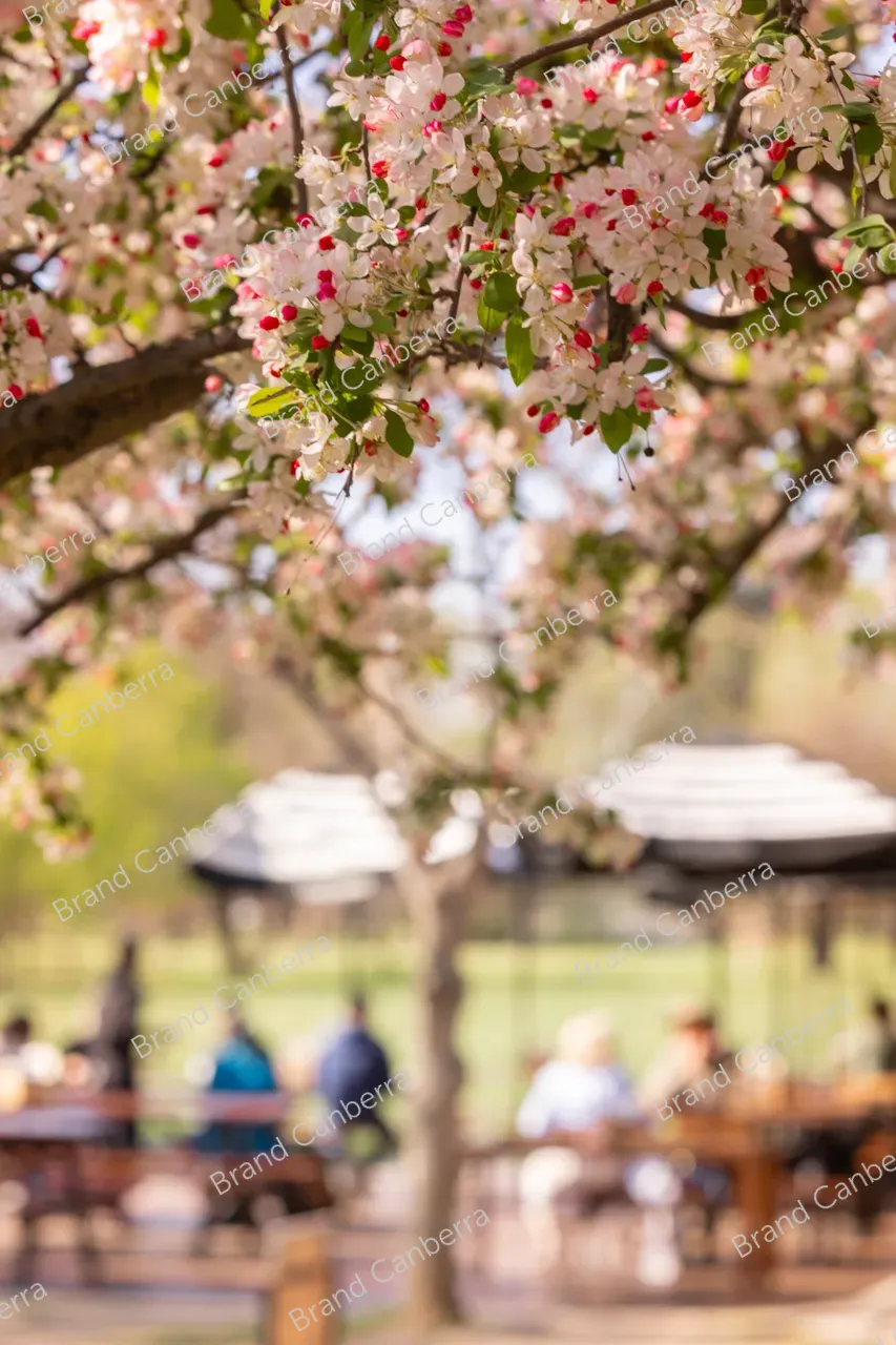 Crabapple blossoms in Canberra's Bowen Park, Kingston (5)