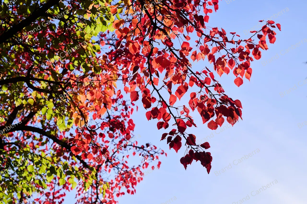 Autumn leaves (1)