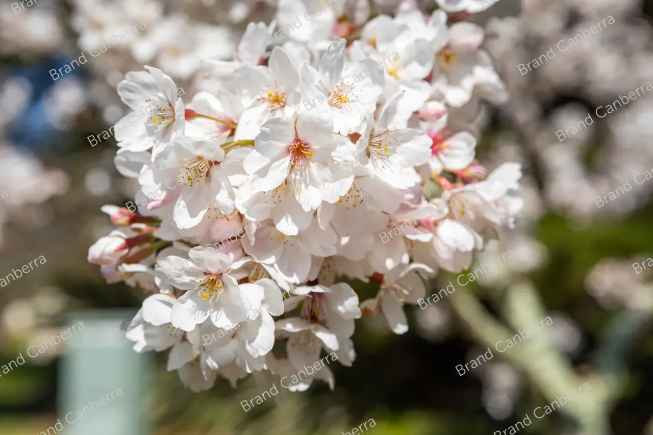 Cherry blossoms in Canberra's spring season (2)