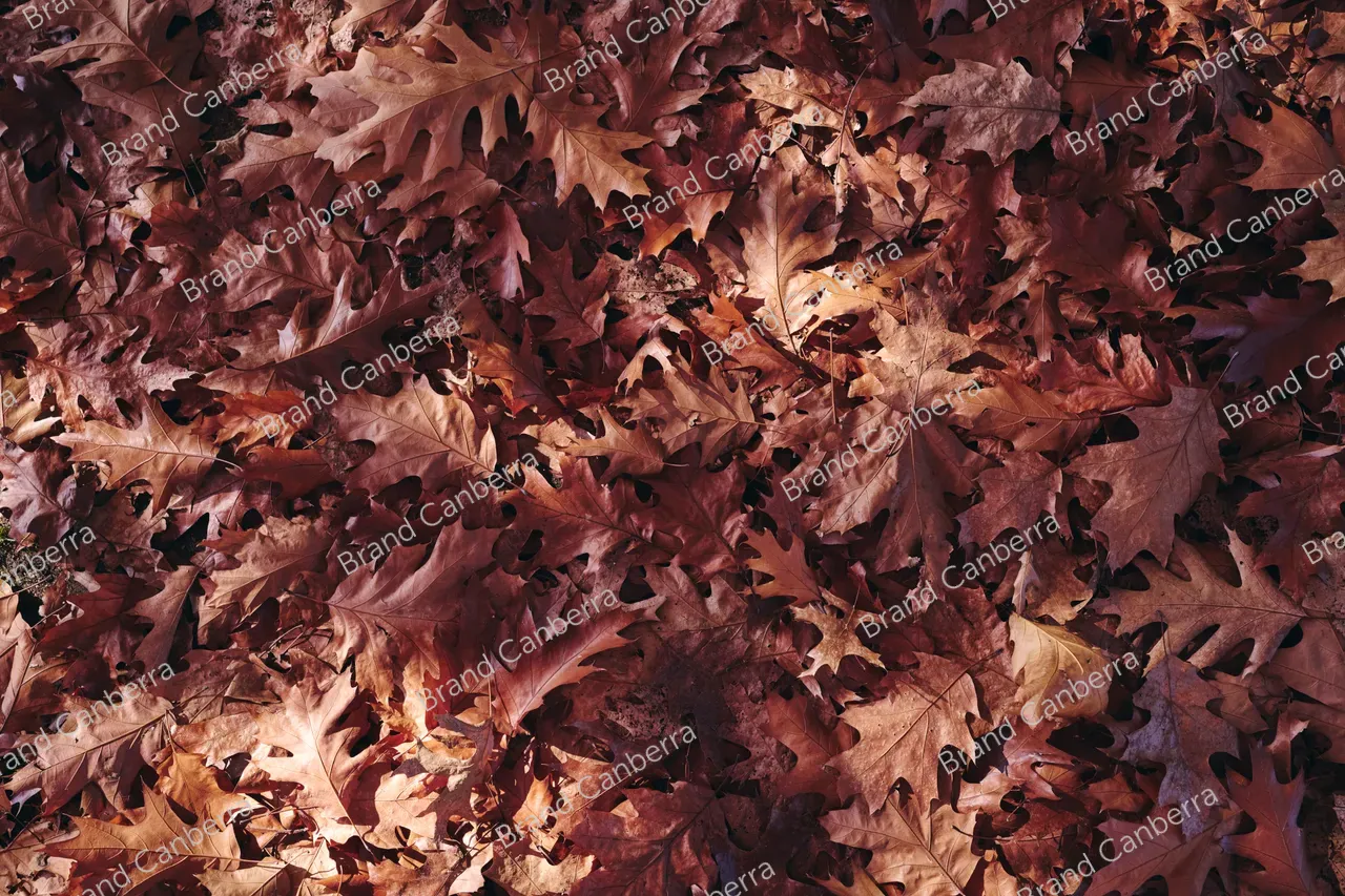 Autumn leaves (1)