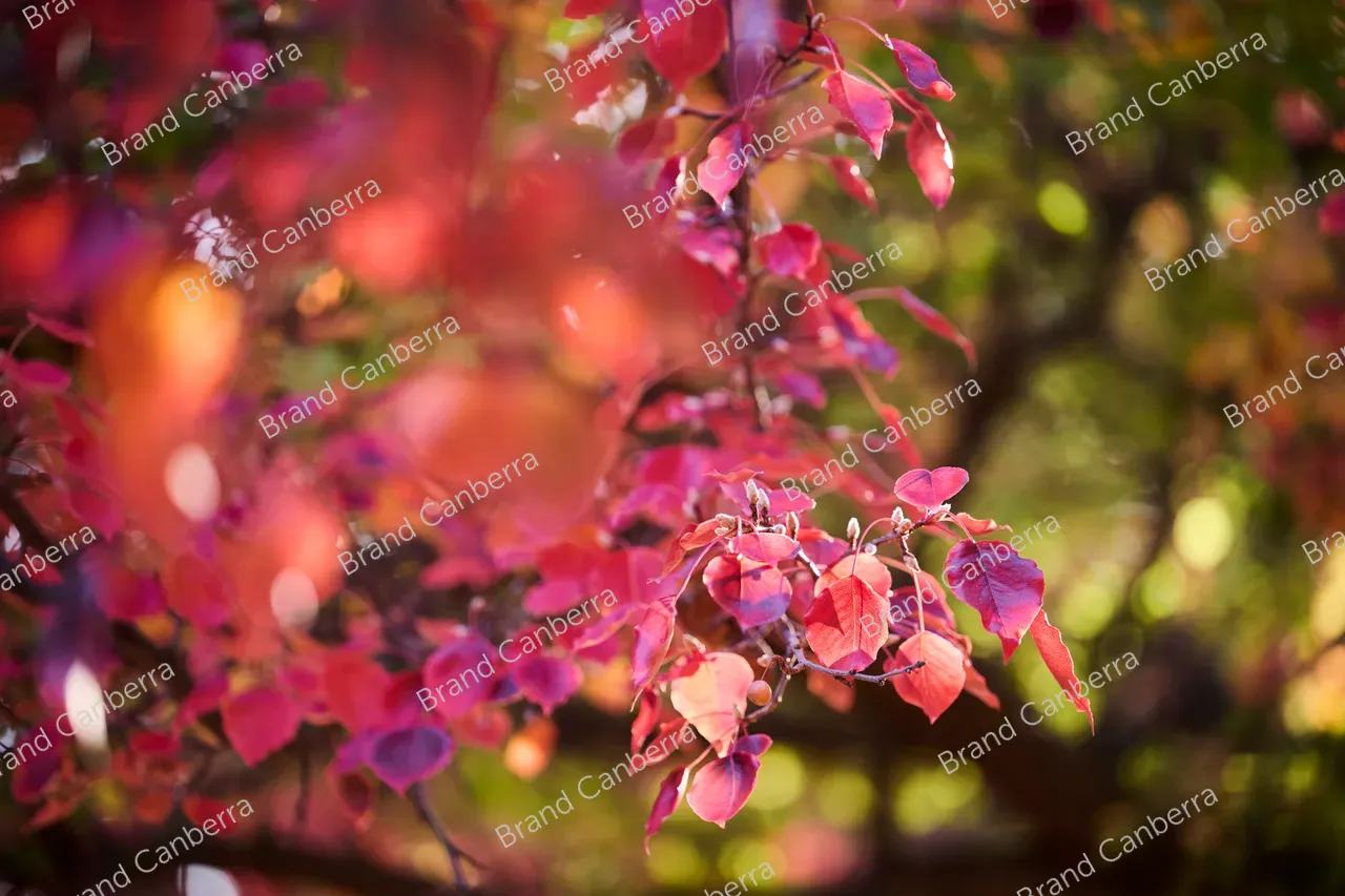 Autumn leaves (2)