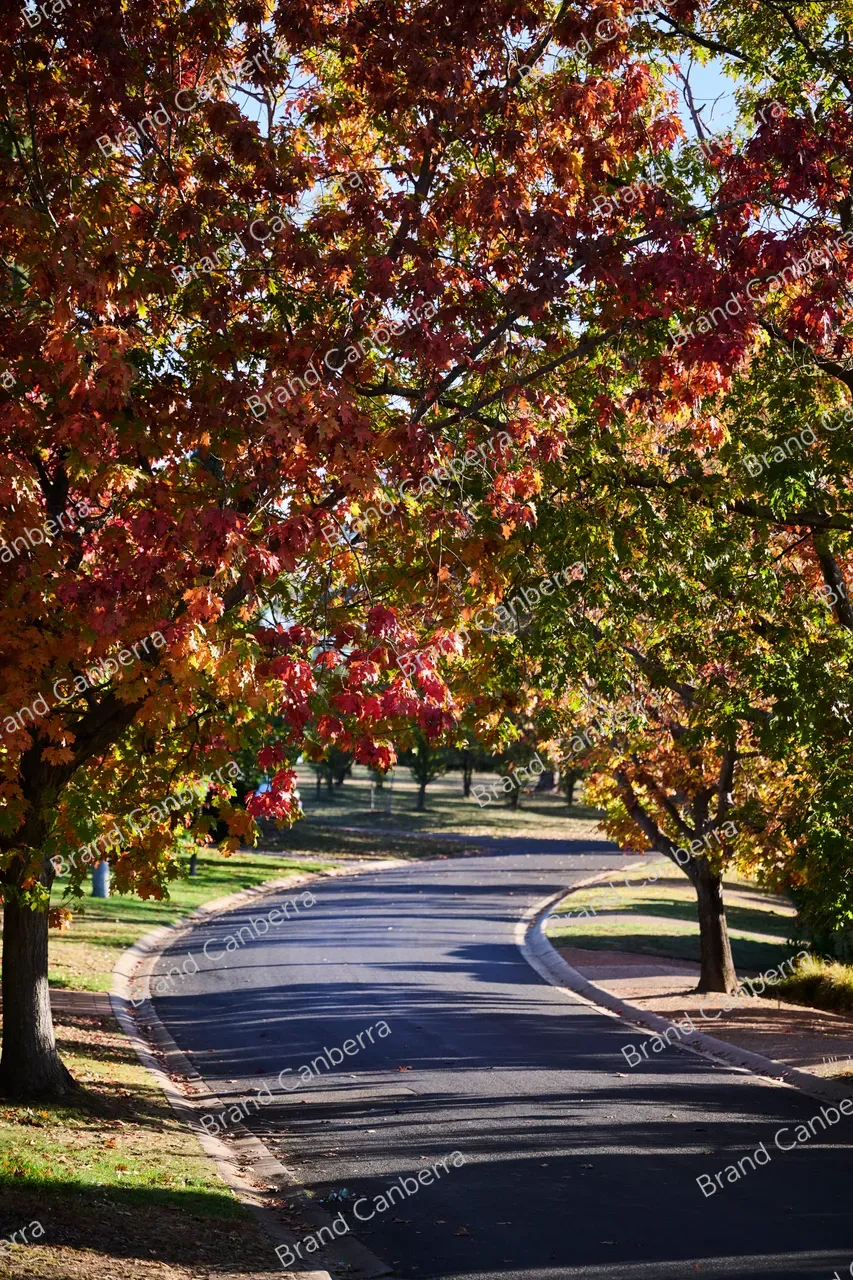 Autumn street in the inner south, Durville Cres Griffith (4)