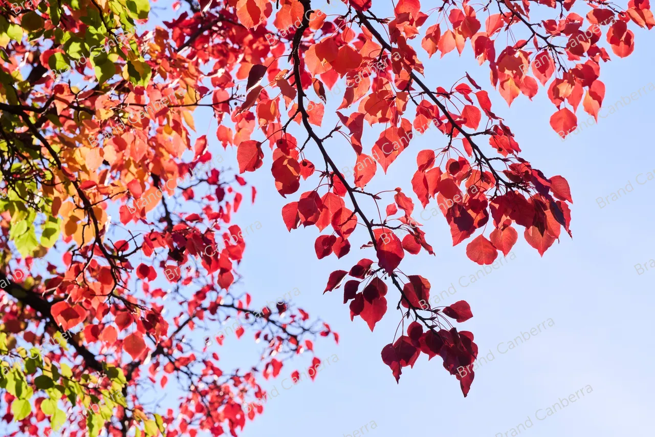 Autumn leaves (4)