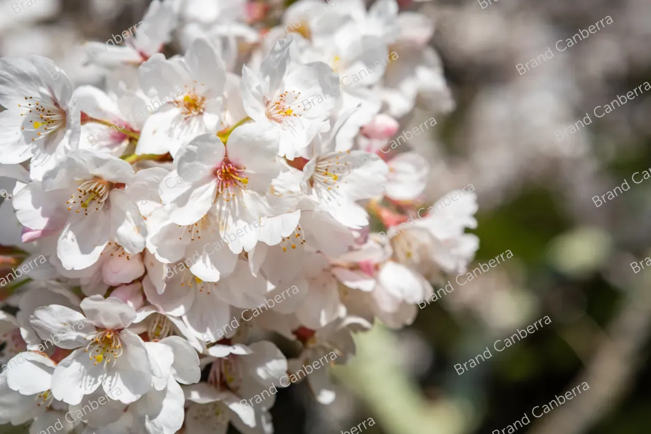 Cherry blossoms in Canberra's spring season (4)