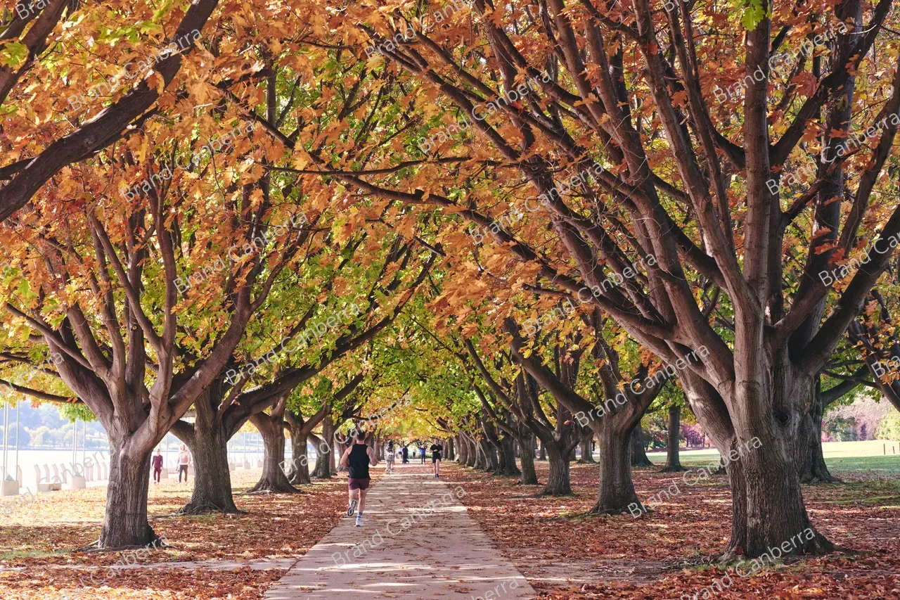Autumn trees around Canberra's Lake Burley Griffin (11)