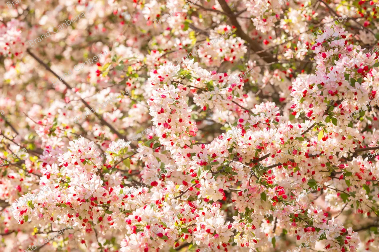 Crabapple blossoms in Canberra's Bowen Park, Kingston (8)