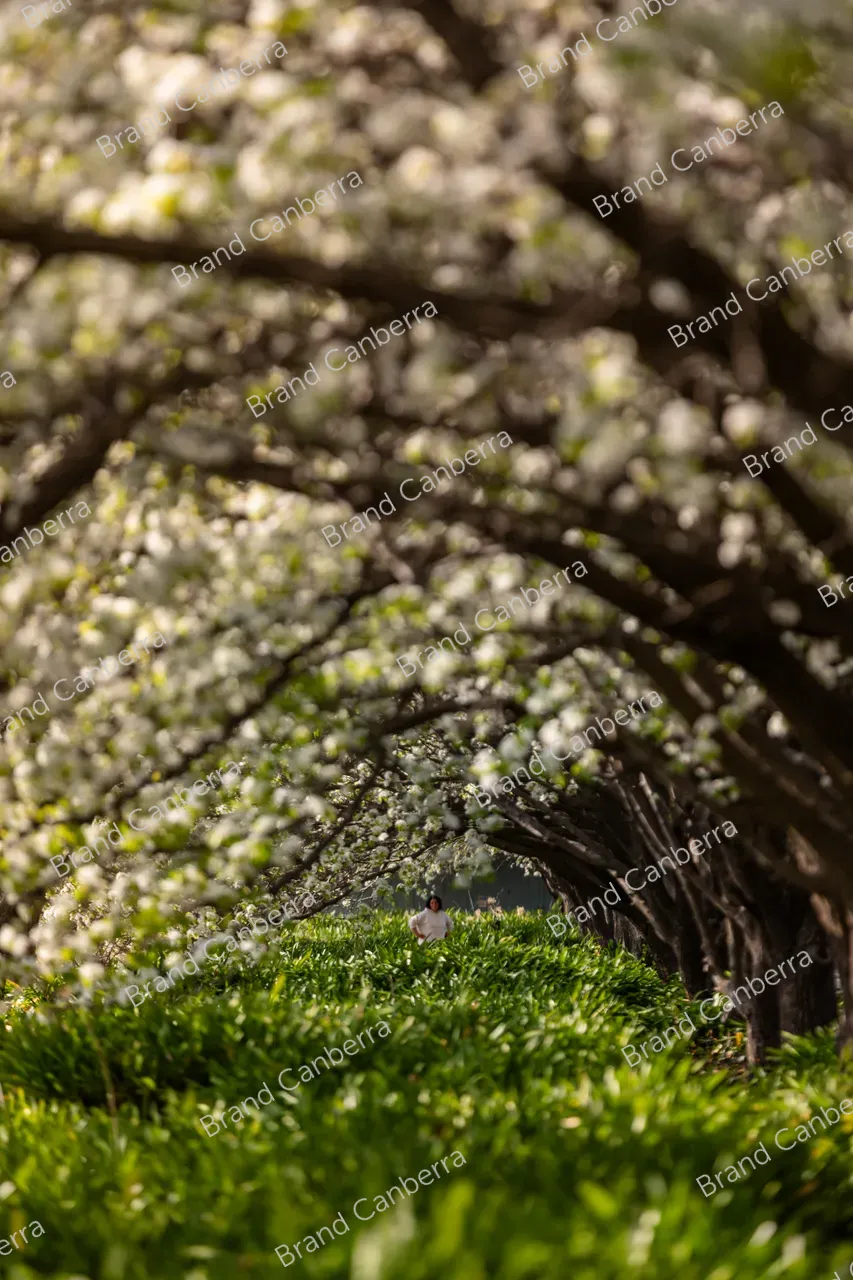 Spring blossoms around Canberra's Lake Burley Griffin (40)